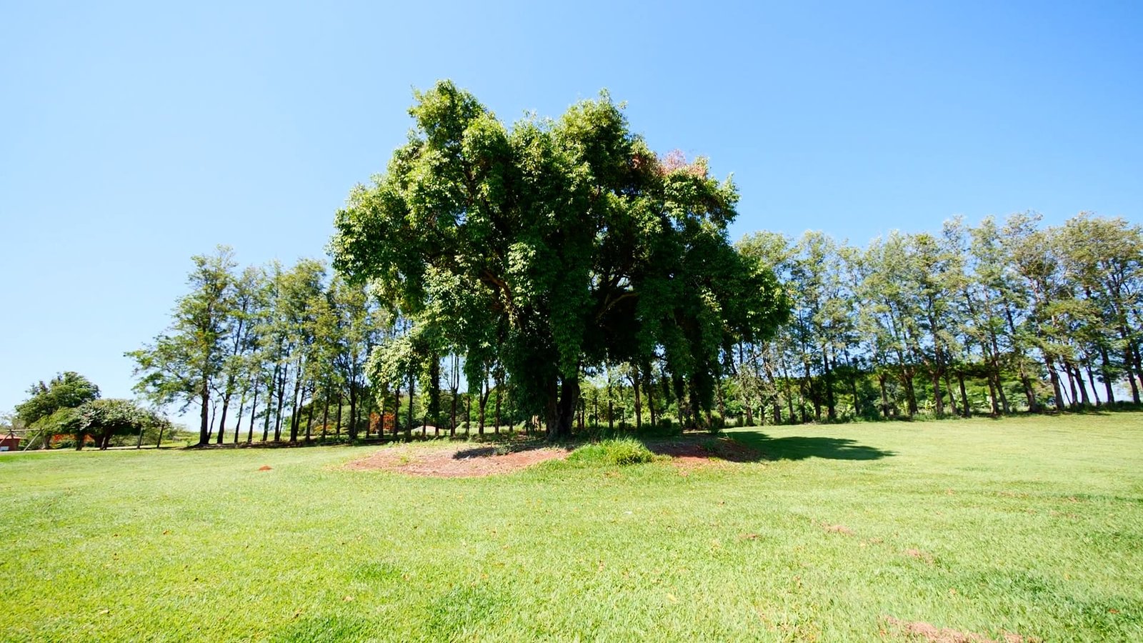 Sítio de 7 alqueires à venda em Tatui-SP.