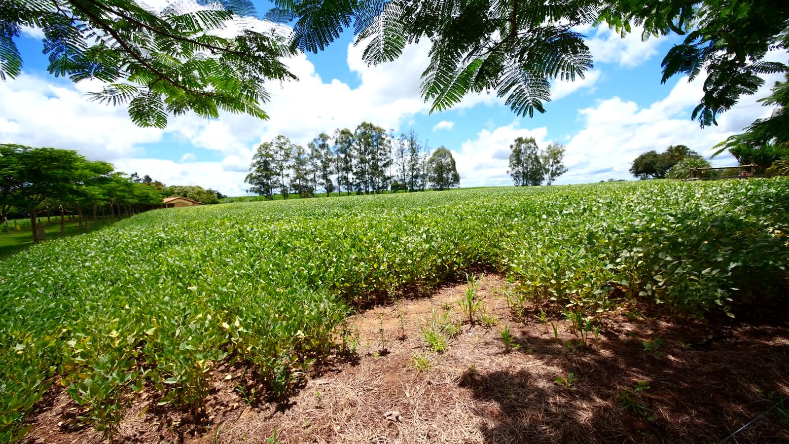 Sítio de 5.2 alqueires em Quadra-SP.